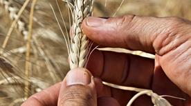 Azienda Agraria Guerrieri - >Pesaro