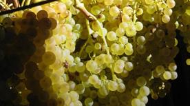 Azienda Agricola Balbi - >Pontassieve