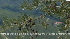 Azienda Agricola Carbonetti - >Moie