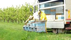 Azienda Agricola Fratelli Simeoni - >Latisana