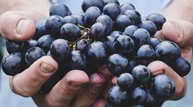 Azienda Agricola Pialli - >Barbarano Mossano