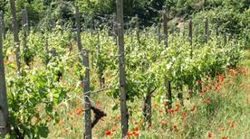 Azienda agricola Picchioni Andrea - >Canneto Pavese
