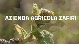 azienda agricola vitivinicola Zafiri - >Calamandrana