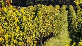 Azienda Biologica Terra Fageto - >Pedaso