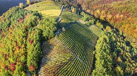 Azienda Vitivinicola Borgo Moncalvo - >Loazzolo
