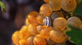 Azienda Vitivinicola Chessa - >Usini