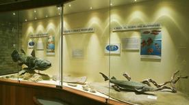 Museo Paleontologico - >Mondaino