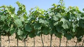 Azienda Agricola Vicentini Carlino - >Carlino