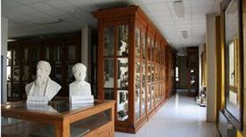 Museo di Anatomia Comparata - >Roma
