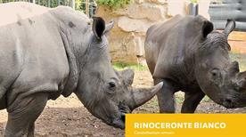 Bioparco di Roma - >Roma
