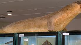 Museo di Biologia Marina - >Porto Cesareo