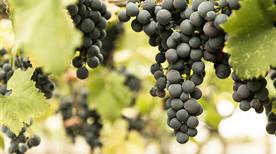 Cantina Crifo - >Ruvo di Puglia