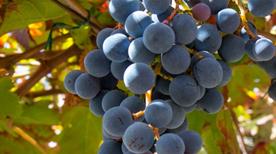 Cantina del Vesuvio Azienda Vinicola di Russo Maurizio - >Trecase