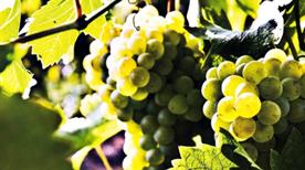 Cantina Sociale Sannitica - >Canosa Sannita
