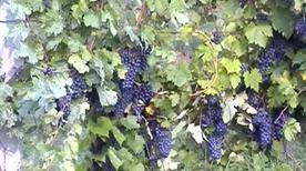 Cantine Bergamaschi Srl - >Busseto