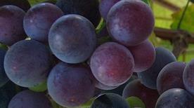 CANTINE DI Mezzaluna - >Montalto Pavese