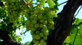 Cantine Domini Dauni - >San Severo
