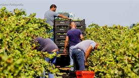 Cantine Europa - Societa' Cooperativa Agricola - >Petrosino