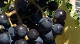 CANTINE FERLIGA S.r.l. - >Teramo
