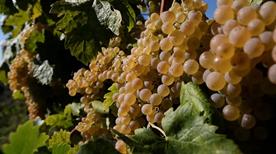 Cantine Montalbano Soc.Coop. Agricola - >Florenz
