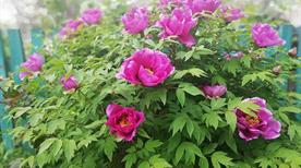 Centro Botanico Moutan Peonie - >Vitorchiano