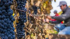 Conselve Vigneti E Cantine - >Conselve