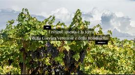 Consorzio Tutela Vino Bardolino - >Bardolino