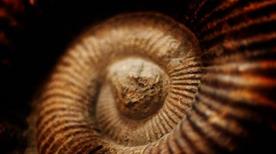 Museo di Storia Naturale - >Gagliole