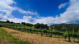La Casa Dei Cini Società Agricola Semplice di Clelia e Riccardo Cini - >Pietrafitta
