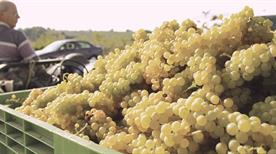 Del Casale Sergio Azienda Vitivinicola - >Chieti