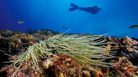 Diving Center Capo Galera - >Alghero
