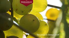Domus-pictA - >Valdobbiadene