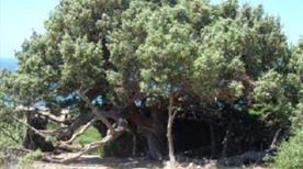 L'Albero del Poeta - >Arbus
