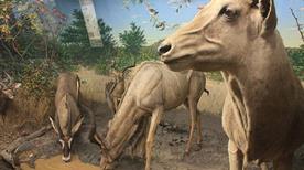 Museo Etnografico U. Ferrandi - >Novara