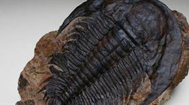Museo Civico di Paleontologia - >Empoli