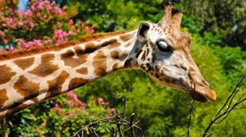 Bioparco - >Roma