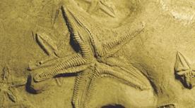 Museo Geologico - >Castell'Arquato