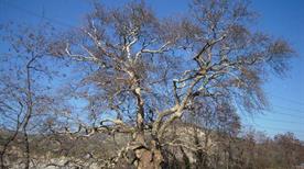 Albero del Piccioni - >Ascoli Piceno