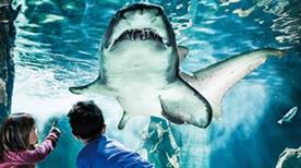 Acquario di Cattolica - >Cattolica