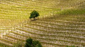 Itinerario Schelliniano - >Dogliani