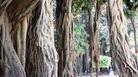 L'orto Botanico - >Palermo