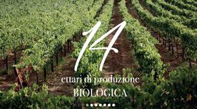 Masseria Vigne Vecchie - >Solopaca