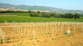 Mottura Sergio - >Civitella d'Agliano