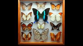 Museo di Scienze Naturali - >Belvi'