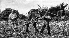 Museo di Storia dell' Agricoltura e della Pastorizia - >Morano Calabro