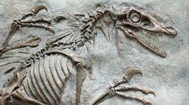 Museo Geo-Paleontologico - >Ferrara