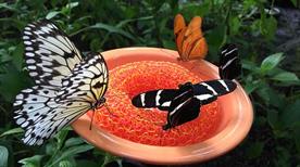 Museo Natura - >Ravenna