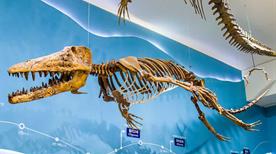 Museo Paleontologico - >Bologne