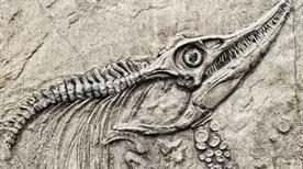 Museo Paleontologico Parmense - >Parme