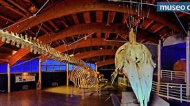 Museo Provinciale di Storia Naturale - >Livourne